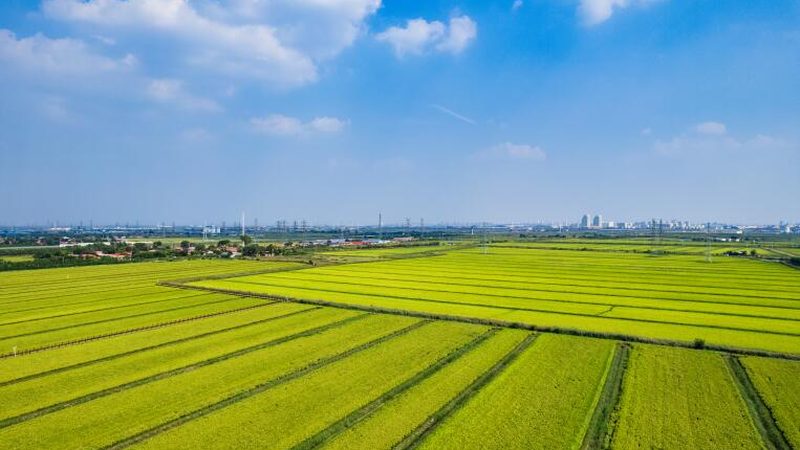 连栋温室大棚：价格与价值的平衡之道