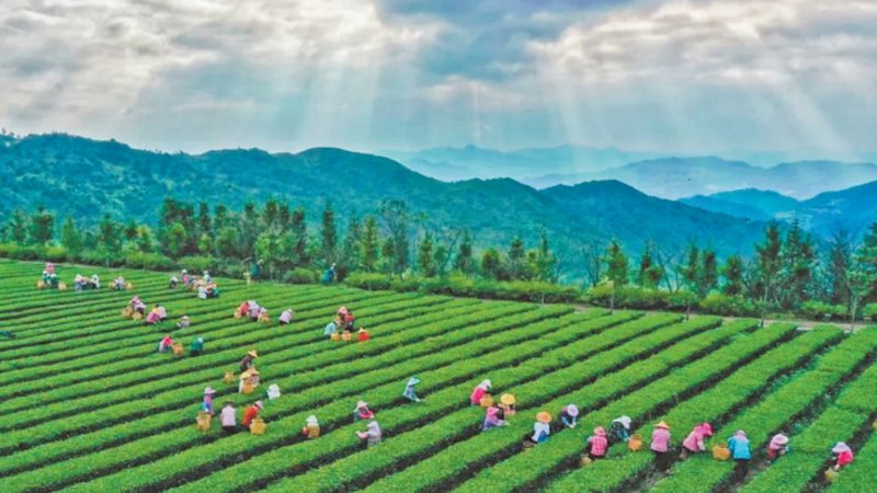 粮食种植公司加盟，如何把握关键要素？**