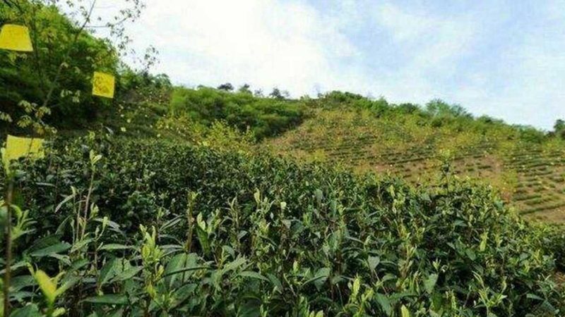 现代农业观光园设计图案例解析：打造生态农业新体验