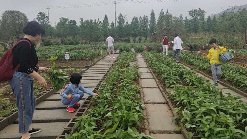 蔬菜种植培训班：价值与成本分析