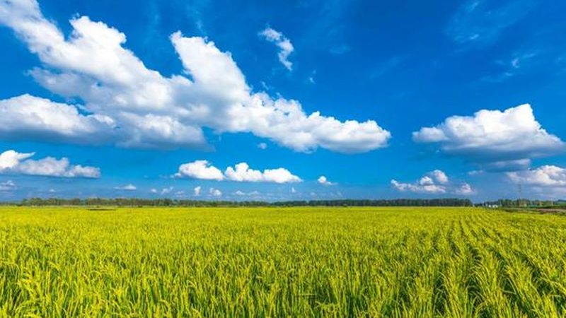 种植合作社：经营范围与销售类目解析