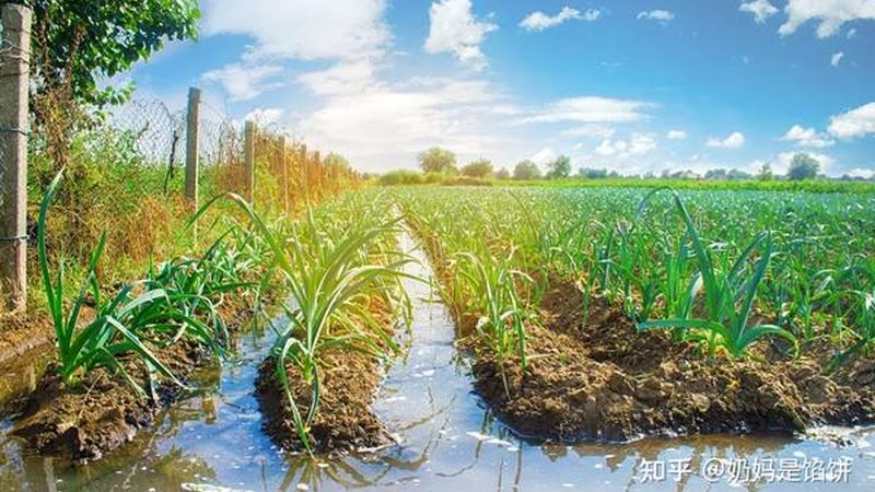 观光生态农业模式怎么做：构建可持续发展的田园风光