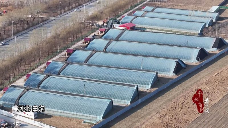 生鲜配送中心的分类与规模：标准解析与行业洞察