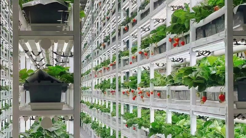 现代农业观光园设计优缺点分析：打造生态旅游新亮点